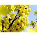 Minyak Ramuan Cina Weeping Forsythia Minyak Esensial Grosir