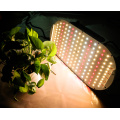 Pabrik Pencahayaan Profesional Tahan Air 100W LED Grow Light