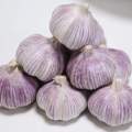 Fresh Normal Garlic High Quality