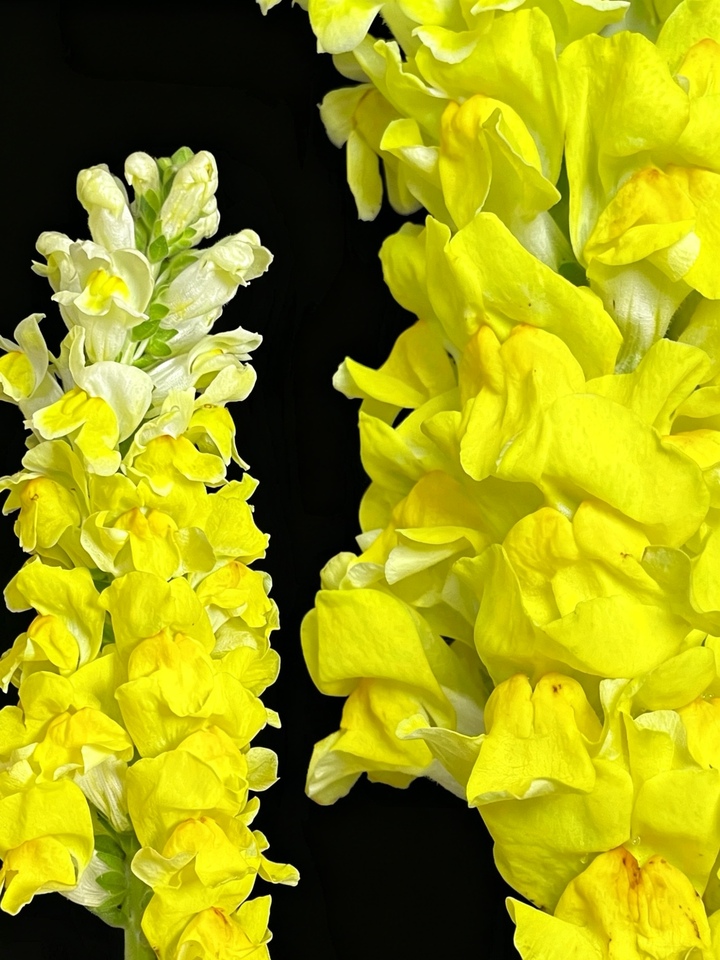 হলুদ স্ন্যাপড্রাগন Yellow Snapdragon