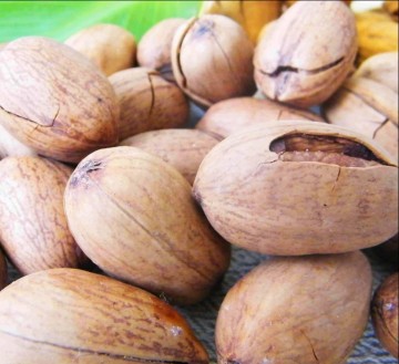 Pecan nut in shell, wholesale pecan nuts