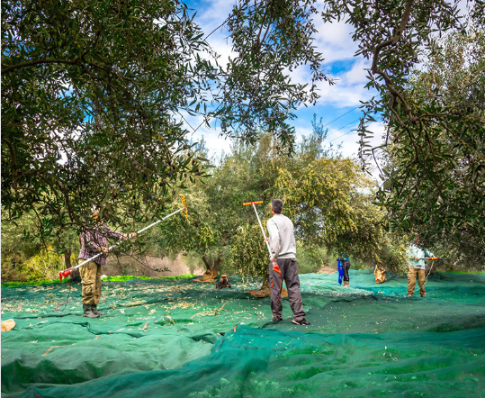 Olive Collect Net4 olive collect net4