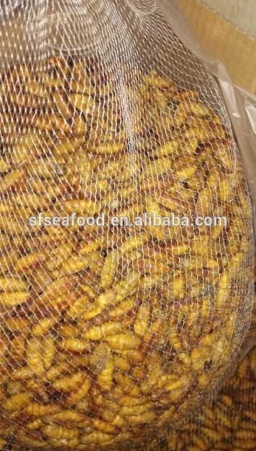 Frozen High Protein Nutrition Silkworm Cocoon