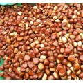 High Quality Nzuri ya kitamu safi Chestnut