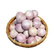 Fresh Solo Garlic From Yunan Origin