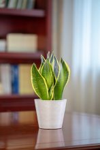 Compact Circular Indoor Planter Pot