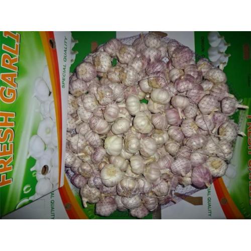 Fresh Garlic 2019 Sale