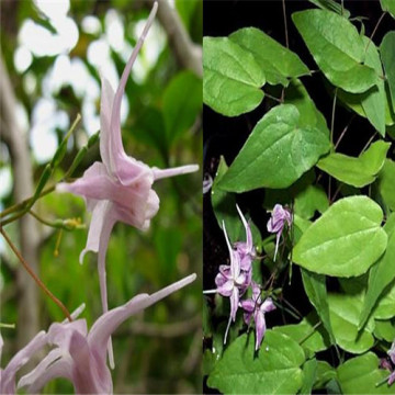 Epimedium Extract