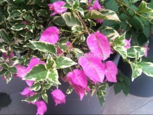 KFC MCDonald and Pizza Hut commercial district deco bansai flower PH09 117