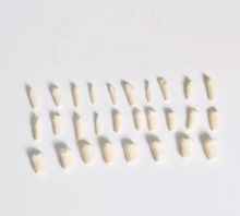 Replacement Teeth & Tooth Models for Student Practice