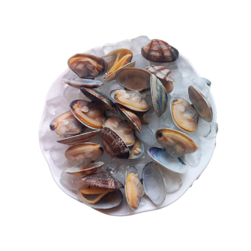 High Quality Frozen Short Neck Clams