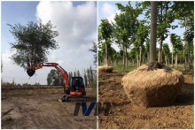 New design tree guard mesh with great price