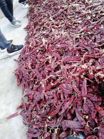 New Crop Dry Paprika Pods Chilli with Stem