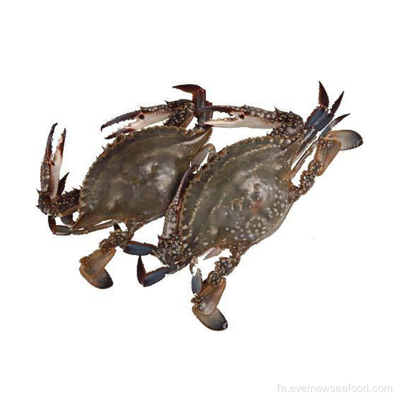 بسته بندی خرچنگ زنده تازه منجمد