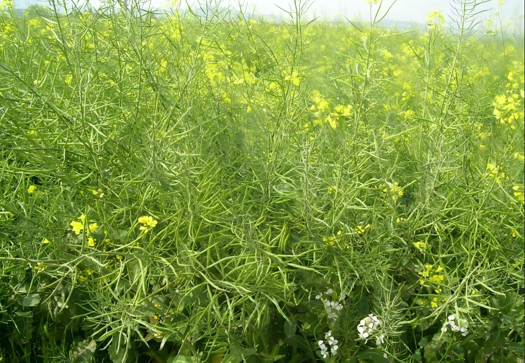 rapeseed expeller rapeseed expeller
