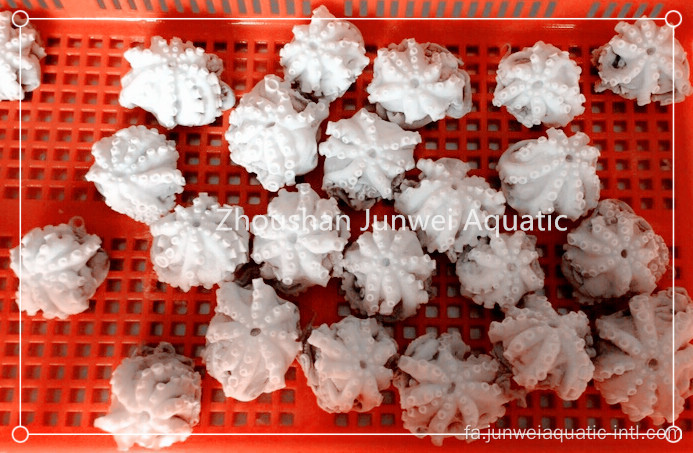 اختاپوس تازه منجمد برای فروش