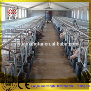 galvanized pipe for steel pig gestation stall/gestation stalls