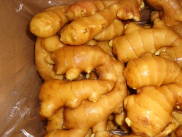 Export Standard Quality of Fresh Ginger