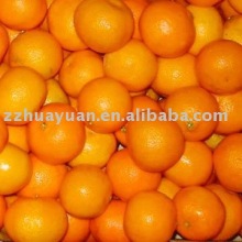 Fresh Mandarin Orange (Yongchun citrus)