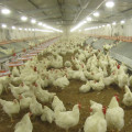 Полный комплект оборудование птицефабрики по производству куриных 