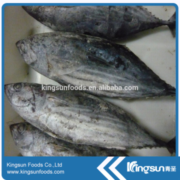 Frozen skipjack tuna whole round