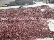 red dried chilli