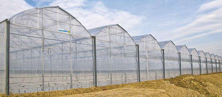 Serrated Multi-Span Plastic Film Greenhouse for Vegetables