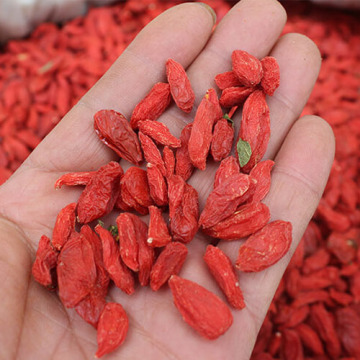 Quality Organic Goji Berries with Organic