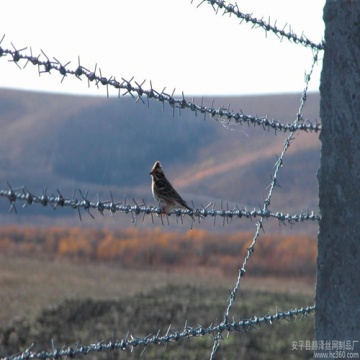 2016 galvanized and pvc coated barbed wire