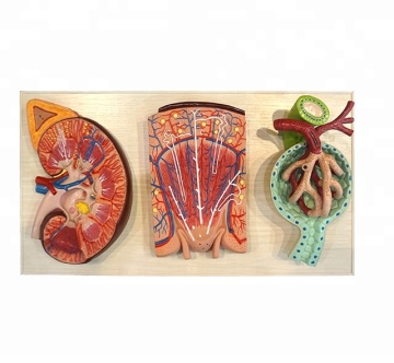 Plastic Kidney Section Model with Renal Nephron and Renal Corpuscle Structure