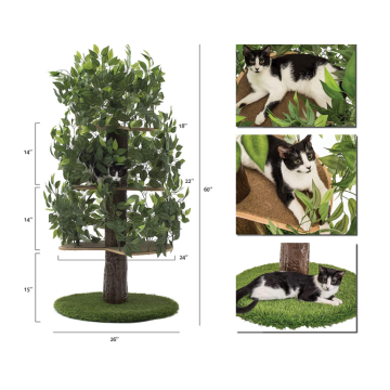 Pokok kucing dengan daun