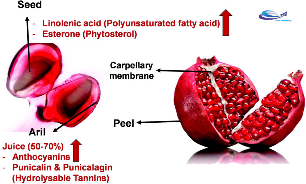  pomegranate punica granatum extract