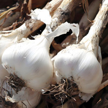 Garlic Bulbs with Strong Aroma and Taste