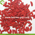 Grosir Premium Massal Eu Standar Goji Berry