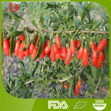 Frozen Fresh Goji Berries