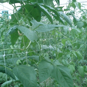 Rete di sostegno per piante in plastica da giardino