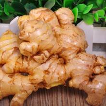 Chinese Fresh Ginger from Laiwu to Middle East