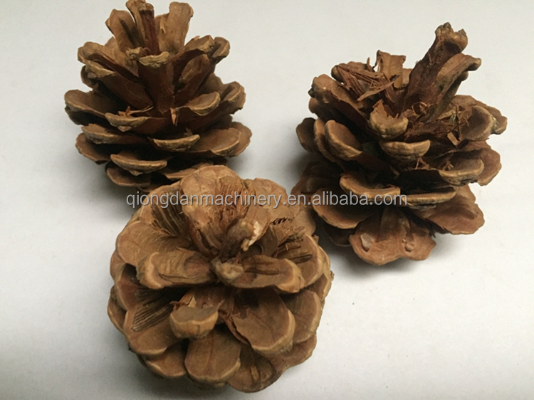 Fully automatic pine nut cracker pine cone separating machine Mongolia pinoli sheller pine nut processing equipment on sale