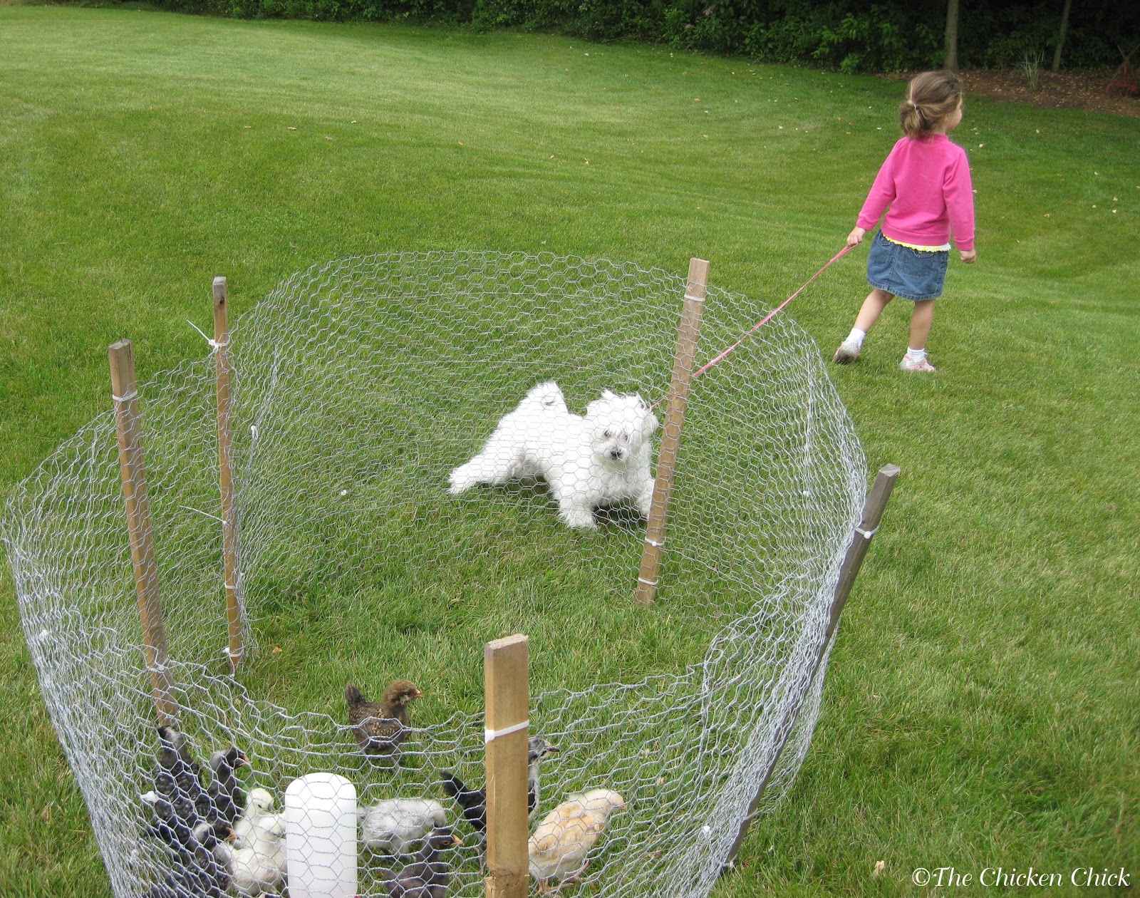 Chicken Wire for animals