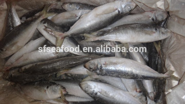 horse mackerel sole trader manufacturers