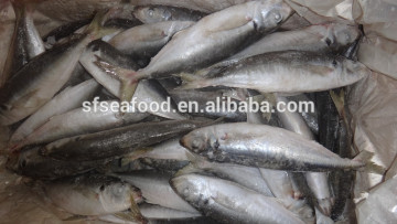 horse mackerel natural resources