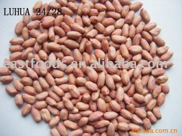 Groundnut kernels