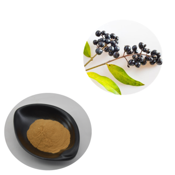 Ligustrum Extract Oleanolic Acid 10% 50% 90% 98%