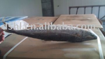 Frozen Spanish Mackerel