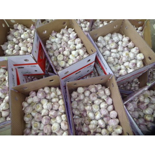 Wholesale Normal White Garlic 2020