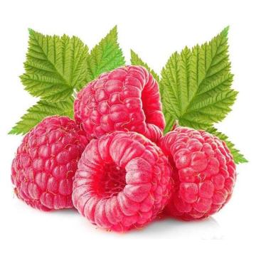 Minyak esensial biji raspberry merah organik curah