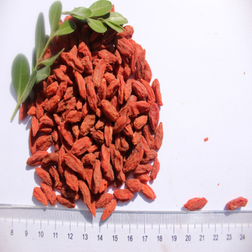 High nutrition Certified Healthy Goji Berry