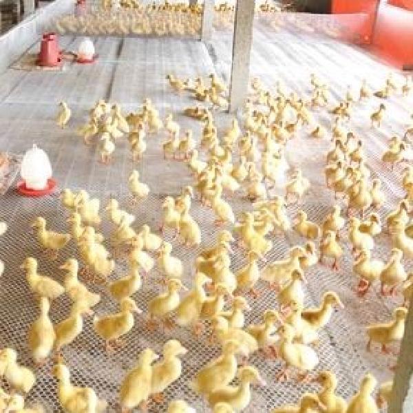 Plastic Flat Poultry Net