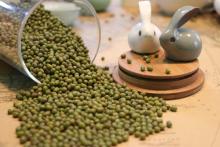 Fresh Export Mung Bean