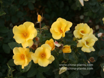 offer cluster flowered bush rose bare roots